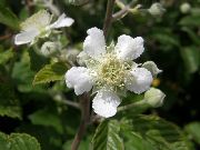    (Rubus caesius L.)
