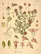   (,  )  (Thymus serpyllum L.)