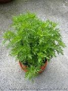  - (Artemisia abrotanum)