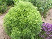  - (Artemisia abrotanum)