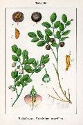   (Vaccinium myrtillus)