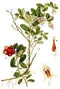    (Vaccinium vitis-idaea L.)