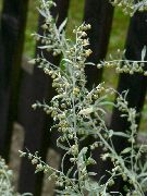    (Artemisia absinthium L.)