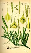   () (Lycopodium clavatum L.)