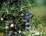    (Juniperus communis L.)