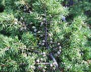    (Juniperus communis L.)