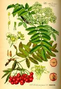    (Sorbus aucuparia L.)