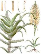   () (Aloe arborescens Mill.)