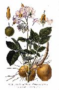  ( ) (Solanum tuberosum)