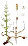    (Equisetum arvense L.)