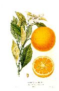   (Citrus sinensis risso)