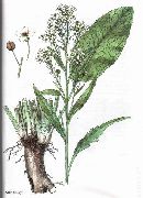    (Armoracia rusticana Gaertn.)