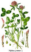   ( ) (Trifolium pratense L.)