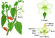    (Solanum lycopersicum)