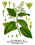  () (Cinnamomum verum)