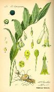   () (Polygonatum odoratum (Mill.) Druce (Polygonatum officinale All.))