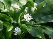  ( ,  ) (Allium ursinum L.)