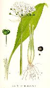  ( ,  ) (Allium ursinum L.)