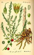  () (Asparagus officinalis L.)