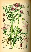   (Valeriana officinalis)