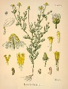   (Matricaria chamomilla)