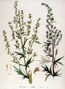   () (Artemisia vulgaris L.)