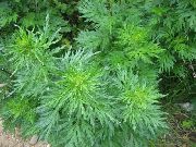   () (Artemisia vulgaris L.)