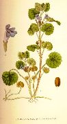    (Glechoma hederacea L.)