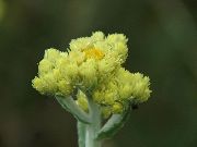   ( ,  ) (Helichrysum arenarium L.)