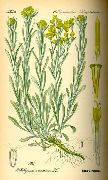   ( ,  ) (Helichrysum arenarium L.)