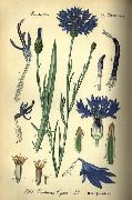   () (Centaurea cyanus L.)