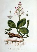   (, )  (Menyanthes trifoliate L.)