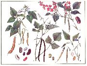    (Phaseolus vulgaris L.)