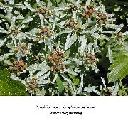   ()  (Gnaphalium uliginosum L.)