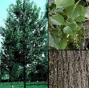  ,    (Populus nigra L.)