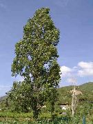  ,    (Populus nigra L.)