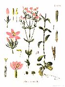     () (Centaurium erythraea)