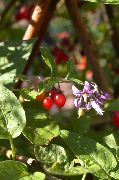  - (Solanum dulcamara L.)
