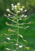   ( )  (Capsella bursa-pastoris L.)
