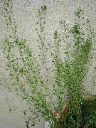   ( )  (Capsella bursa-pastoris L.)