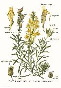    (Linaria vulgaris Mill.)