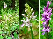   ( ) (Orchis maculata L.)