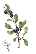  () (Prunus spinosa)