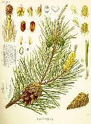    (Pinus sylvestris L.)