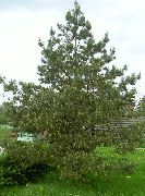    (Pinus sylvestris L.)