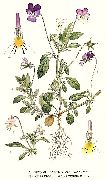   ( ) (Viola tricolor )