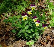   ( ) (Viola tricolor )
