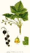    (Ribes nigrum L.)