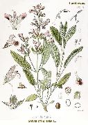   (Salvia officinalis)