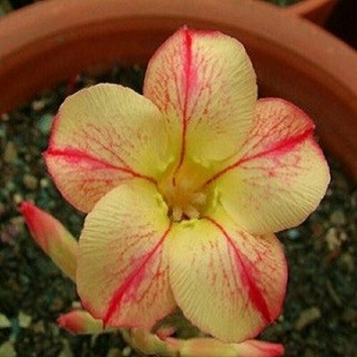 , Adenium Obesum Desert Rose STAR OF YELLOW DREAM, ,  394